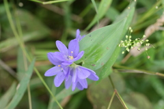 Monochoria vaginalis